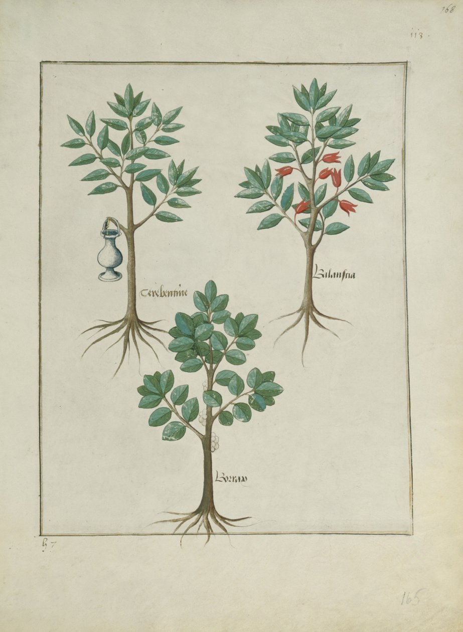 एमएस फ्र। Fv VI  1 fol.168r मैथ्यूअस प्लैटेरियस (dc1161) c.1470 द्वारा सरल दवाओं की पुस्तक से चित्र द्वारा रॉबिनट टेस्टार्ड