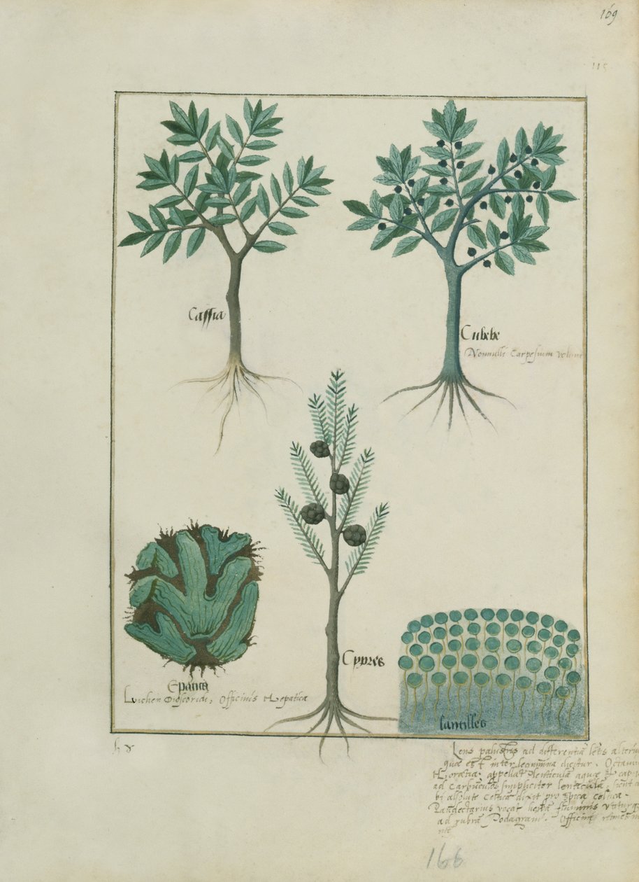 एमएस फ्र। Fv VI  1 fol.169r मैथ्यूअस प्लैटेरियस (dc1161) c.1470 द्वारा सरल दवाओं की पुस्तक से चित्रण द्वारा रॉबिनट टेस्टार्ड