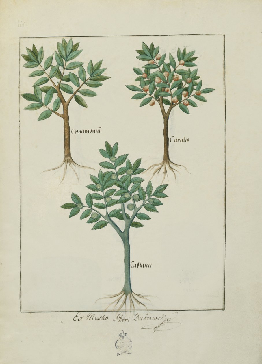 एमएस फ्र। Fv VI  1 fol.169v मैथ्यूअस प्लैटेरियस (dc1161) द्वारा सरल दवाओं की पुस्तक से चित्रण द्वारा रॉबिनट टेस्टार्ड