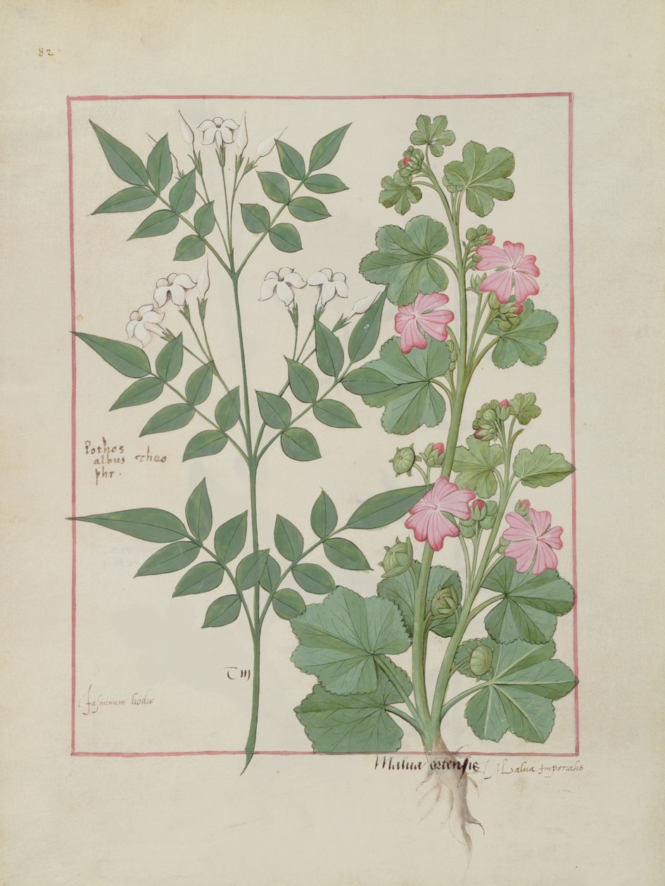 एमएस फ्र। Fv VI  1 fol.v132 मैथ्यूअस प्लैटेरियस (dc1161) c.1470 द्वारा सरल दवाओं की पुस्तक से चित्रण द्वारा रॉबिनट टेस्टार्ड