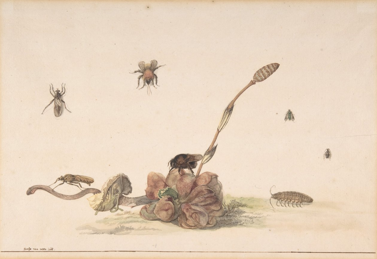 फंगस द्वारा विभिन्न कीड़े, 1681। द्वारा रोचस वैन वीन