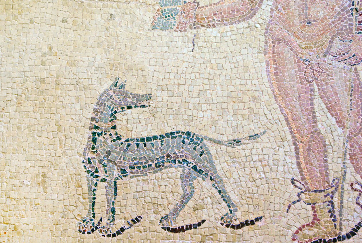 Hippolytus और Phaedra, Hippolytus dog का विस्तार, डायोनिसोस, पापहोस, साइप्रस मोज़ेक का घर द्वारा उपन्यास