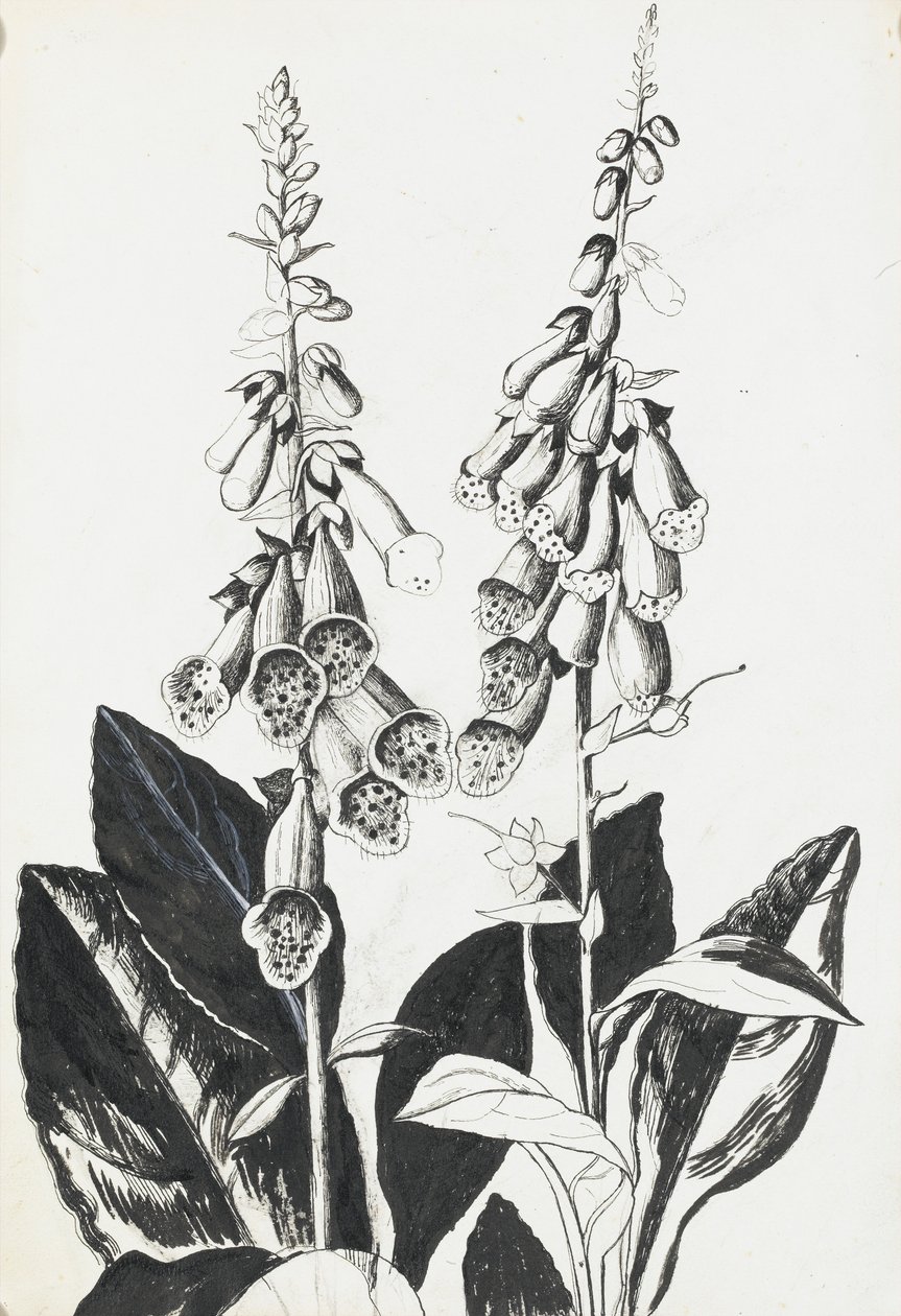 Foxgloves द्वारा रोजाली ब्रिल