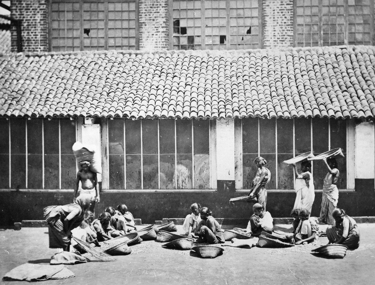 सफाई और छंटाई कॉफी, कोलंबो, 1870 द्वारा एस। और शेफर्ड, सी। बॉर्न