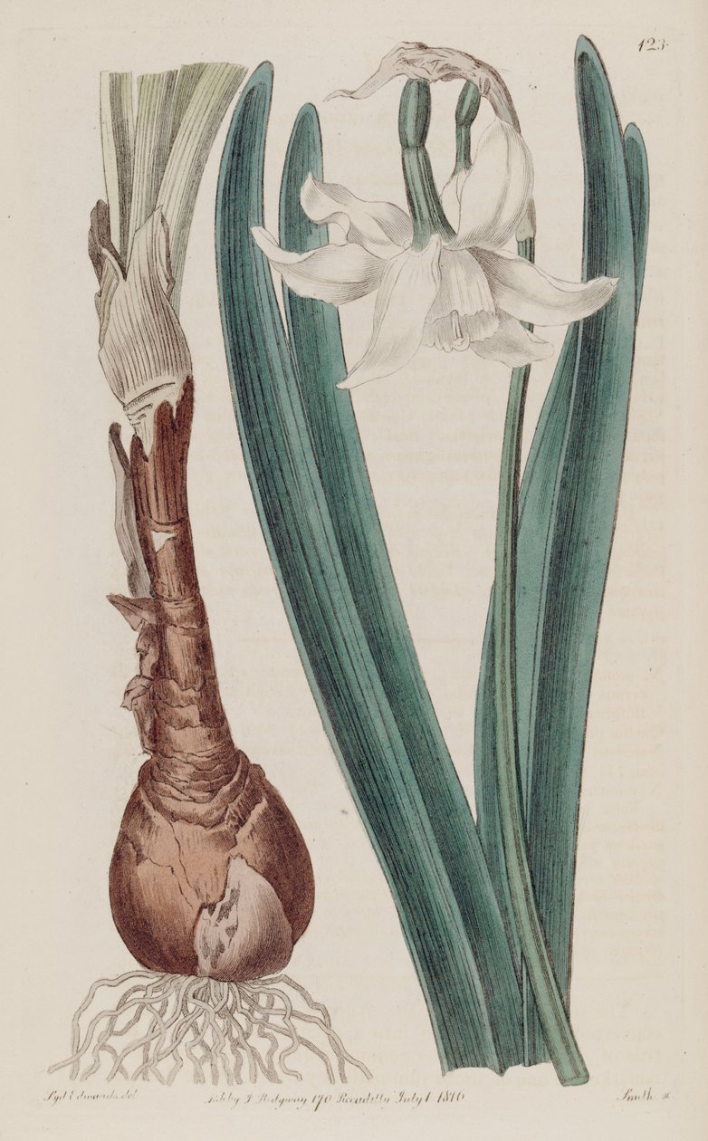 Narcissus × poculiformis, Narcissus montanus के रूप में द्वारा एस। एडवर्ड्स
