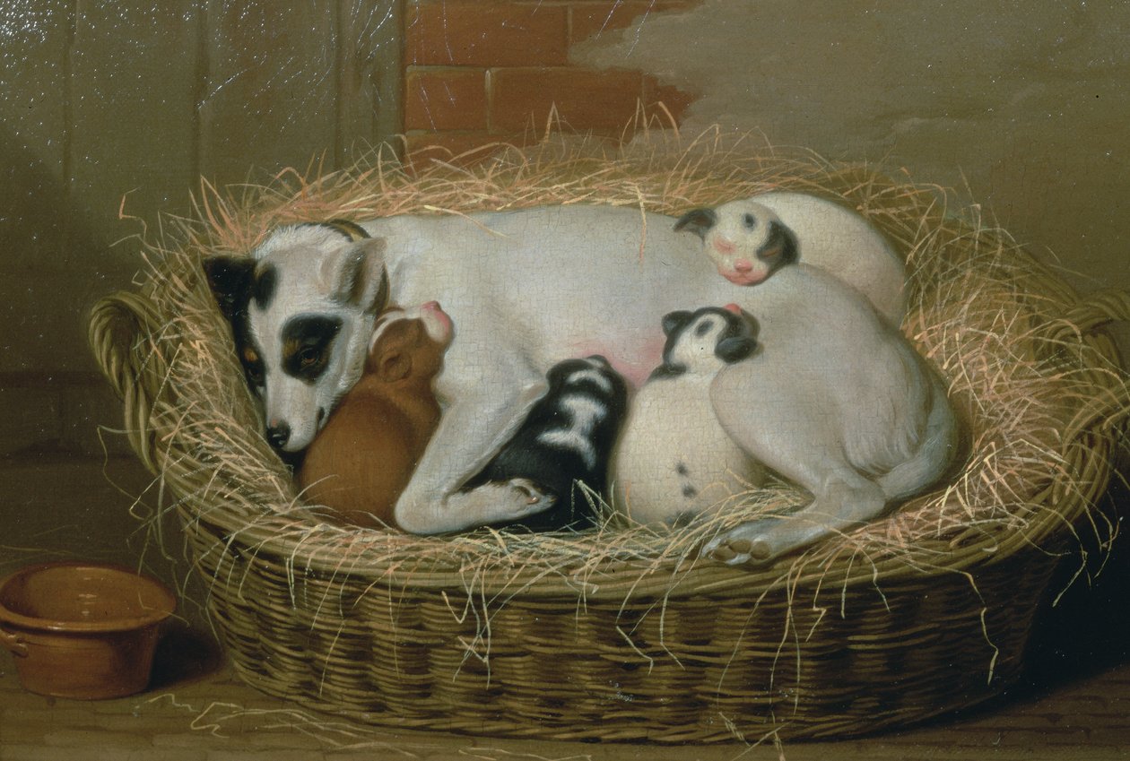 एक पिल्ला टोकरी में उसे Puppies के साथ कुतिया द्वारा शमूएल डी वाइल्ड