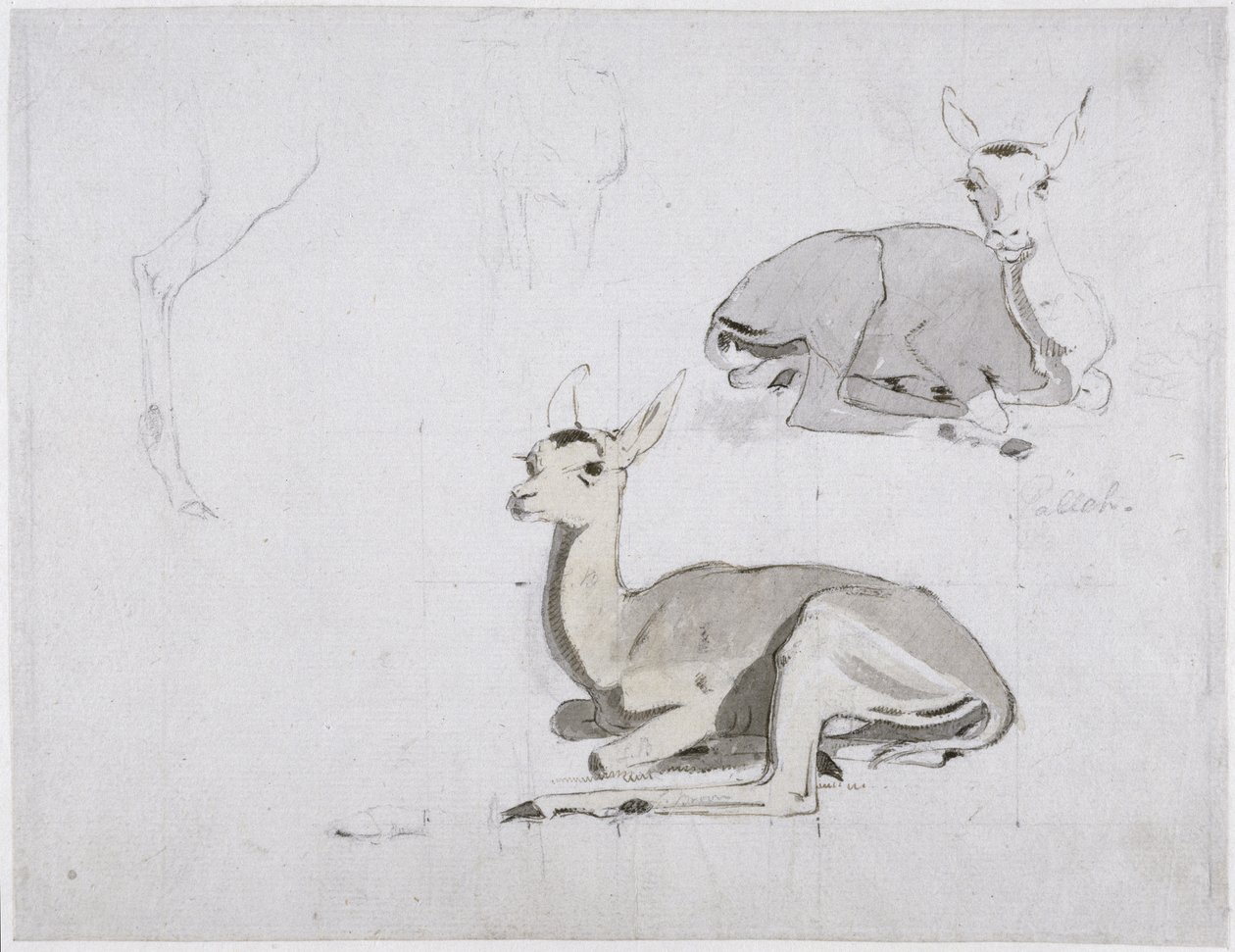 युवा पल्लह हिरण विश्राम का अध्ययन, c.1802 (कागज पर wc und ग्रेफाइट) द्वारा सैमुअल डेनियल