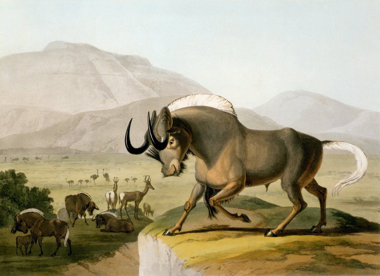 द ग्नू, 1804 द्वारा सैमुअल डेनियल