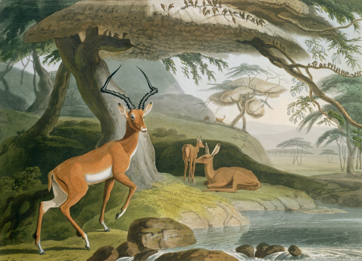 पल्ला, &39;अफ्रीकी दृश्यों और जानवरों&39; से प्लेट 9, कलाकार द्वारा उत्कीर्ण, 1804 (रंगीन जलीय) द्वारा सैमुअल डेनियल