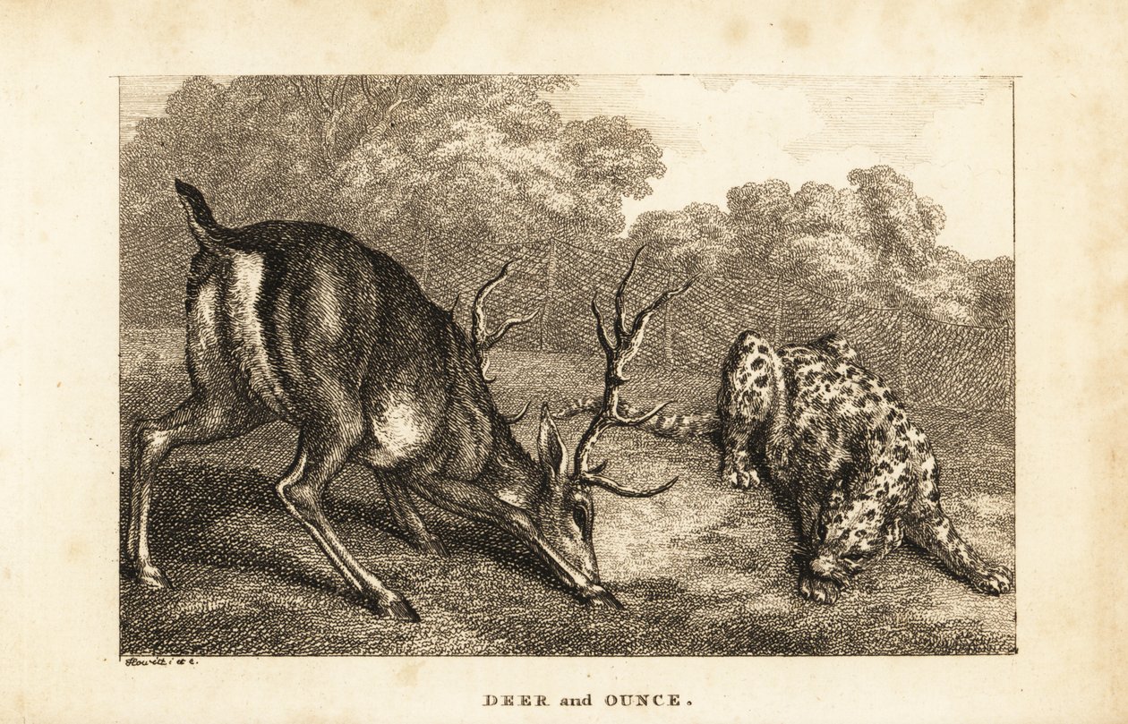 एक हरिण, Cervus elaphus, और एक हिम तेंदुए, Panthera uncia . के बीच मुठभेड़ द्वारा शमूएल (बाद) हॉविट