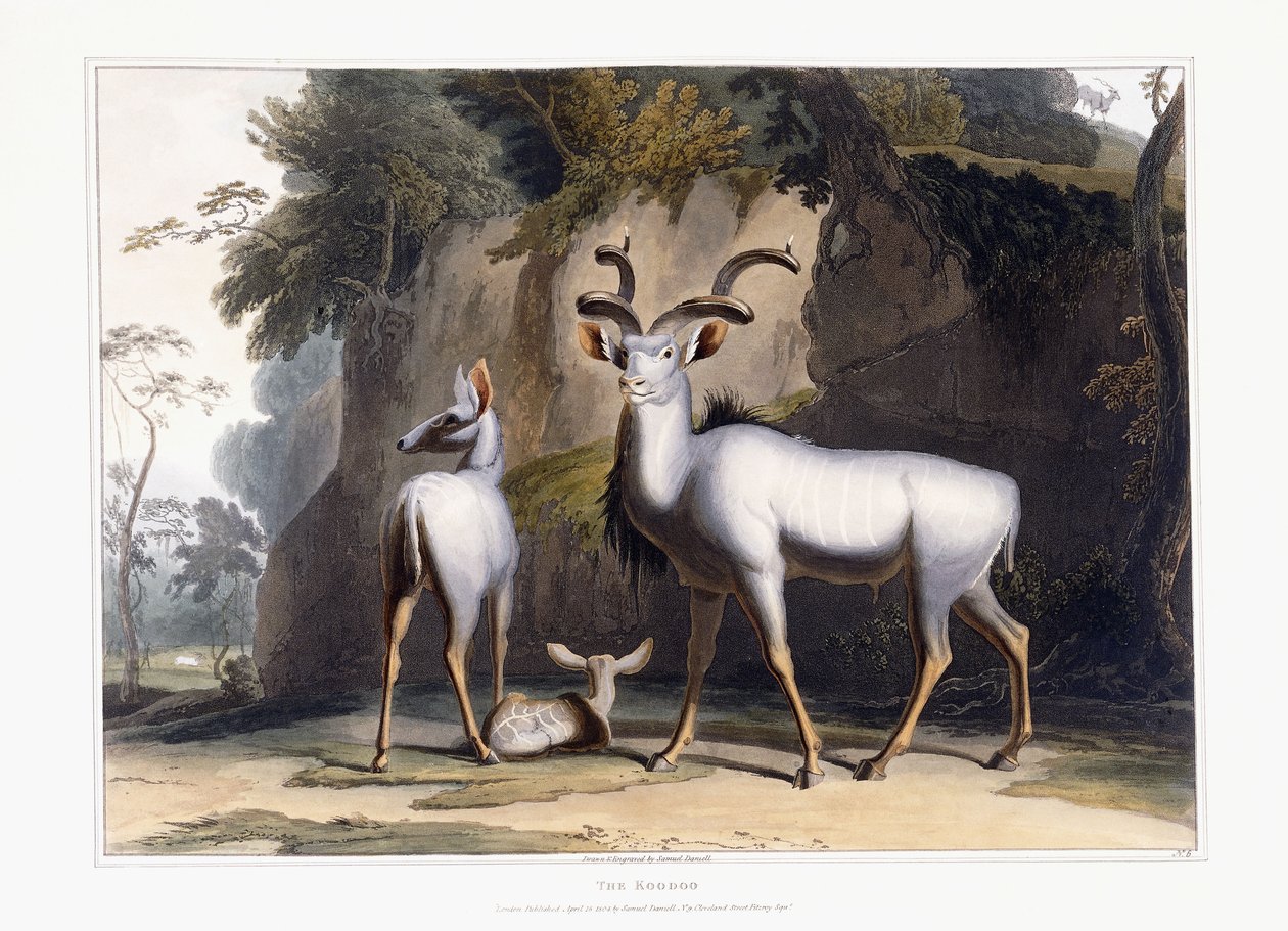 कुडू, 1804 द्वारा सैमुअल डेनियल
