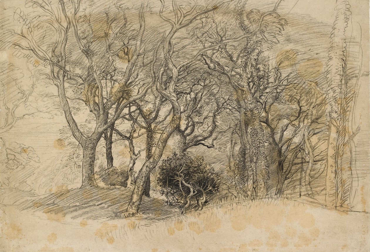 पेड़ों का अध्ययन, क्लोवेली पार्क, 1834 द्वारा सैमुअल पामर