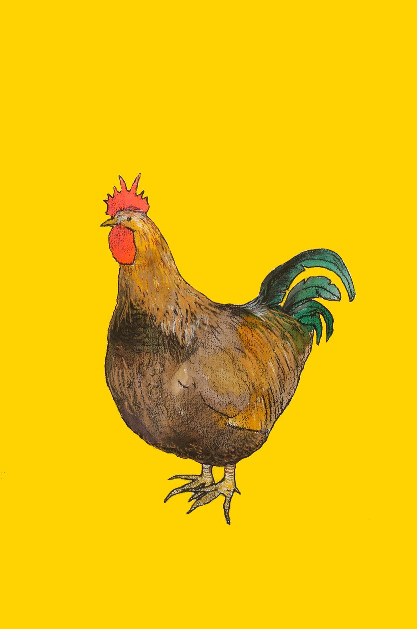 मुर्गा, 2008 (wc और conte crayon कागज पर) द्वारा सारा थॉम्पसन-एंगेल्स
