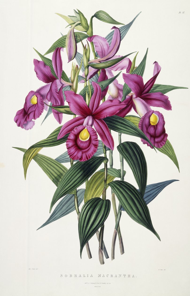 सोब्रालिया मैक्रांथा, c.1837-43 द्वारा मिस ड्रेक