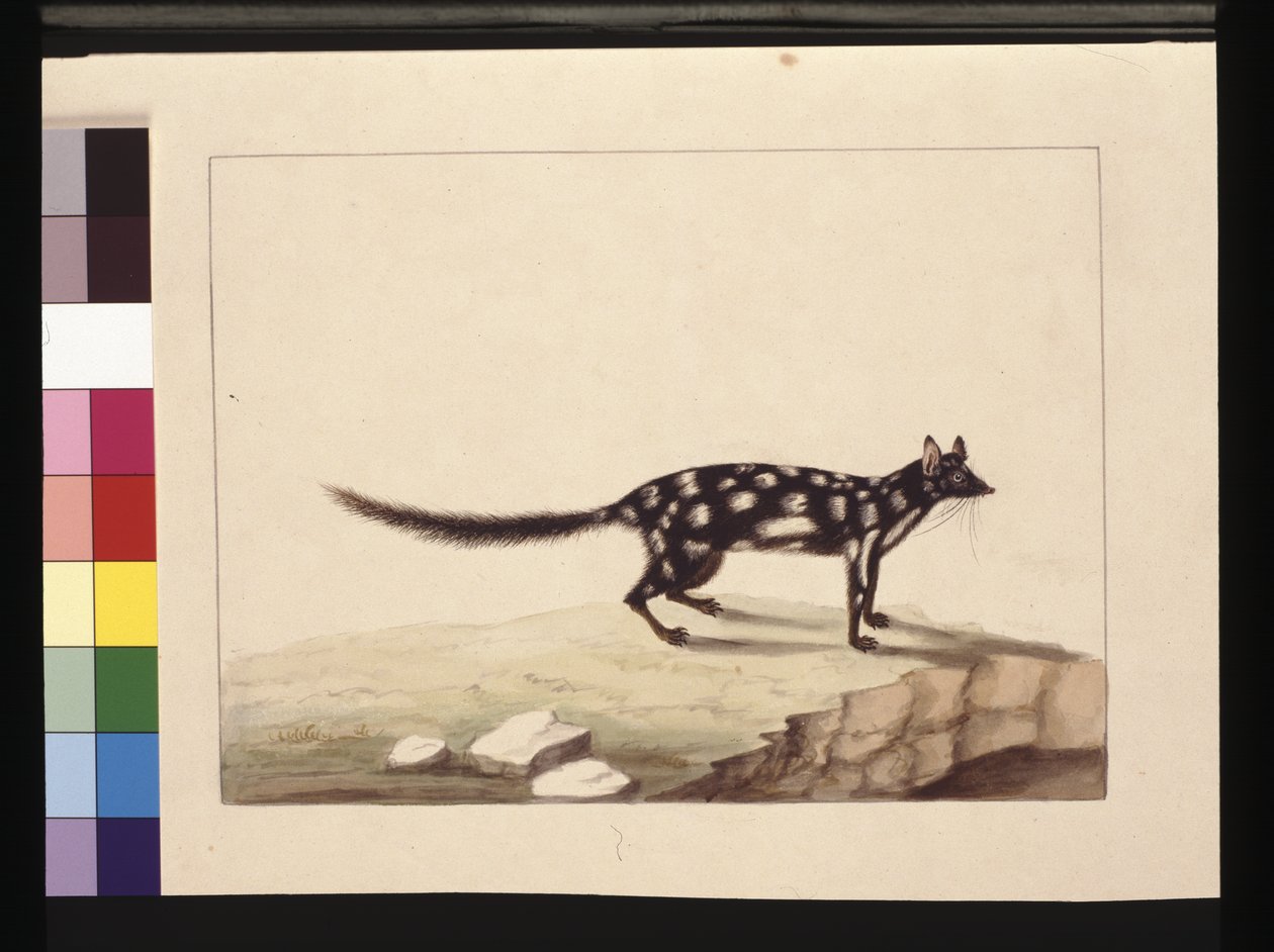 पृष्ठ 28. एक तपोआ तफ़ा। अब एक Dasyurus quoll के रूप में जाना जाता है। चार्ल्स कैटन जुनर की सारा स्टोन कॉपी प्रतीत होती है। प्लेट, c.1789-90 (जल रंग) द्वारा सारा पत्थर