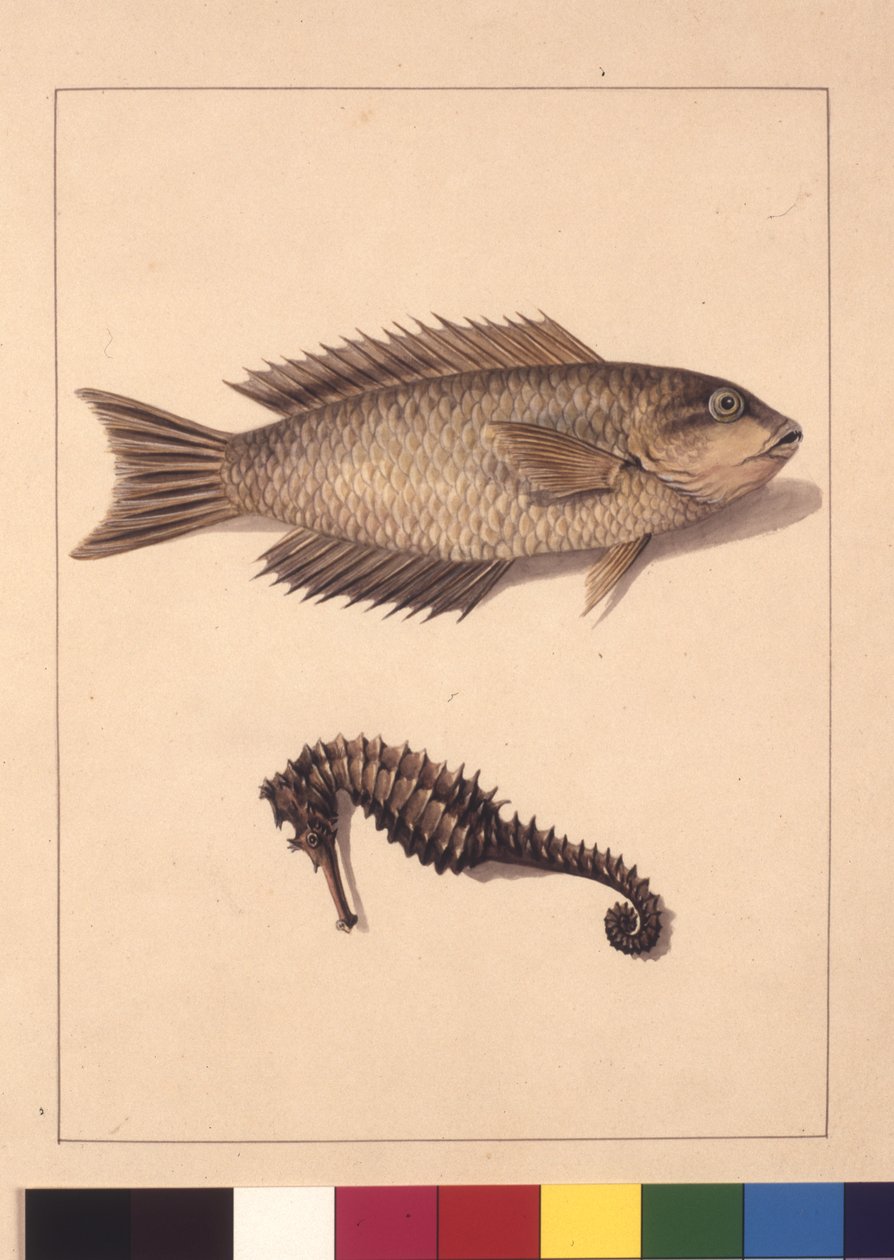 पृष्ठ 2. साइप्रिनैसियस लैब्रस और हिप्पोकैम्पस। अब Wrasse या तोता, मछली और समुद्री घोड़े के रूप में जाना जाता है, c.1789-90 (जल रंग) द्वारा सारा पत्थर