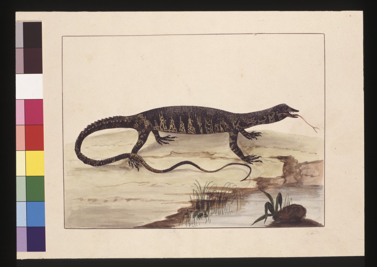पृष्ठ 6. विभिन्न प्रकार की छिपकली। अब गोआना के रूप में जाना जाता है, c.1789-90 (जल रंग) द्वारा सारा पत्थर