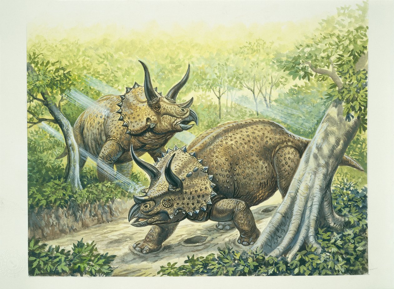 Triceratops horridus, क्रिटेशियस अवधि (रंग लिथो) द्वारा स्कूल इतालवी