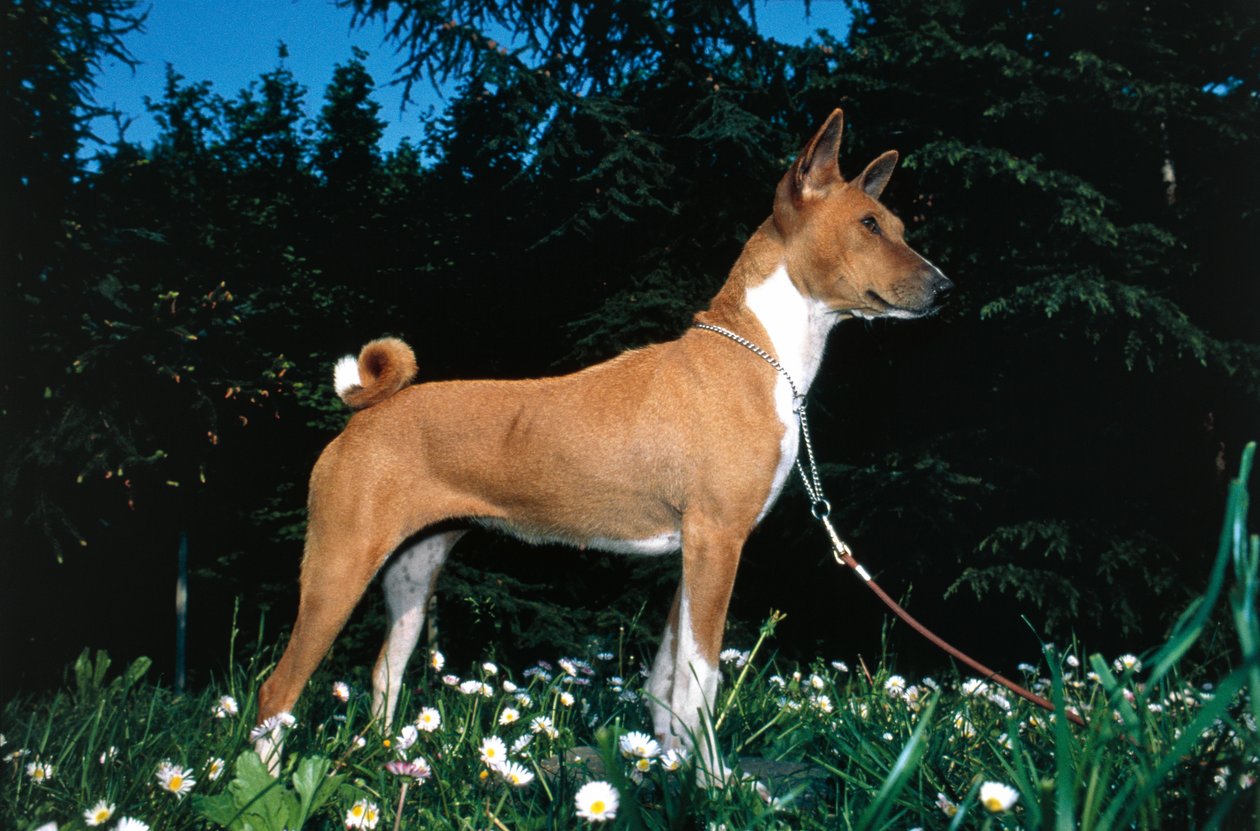 Basenji Dog (photo) द्वारा मैसेडोनियन स्कूल
