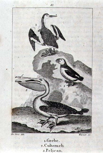 ए हिस्ट्री ऑफ द अर्थ एंड एनिमेटेड नेचर, लंदन 1816 से ग्रीबे, कल्टर्नब और पेलिकन (कॉपर प्लेट उत्कीर्णन) द्वारा स्कूल स्पेनिश