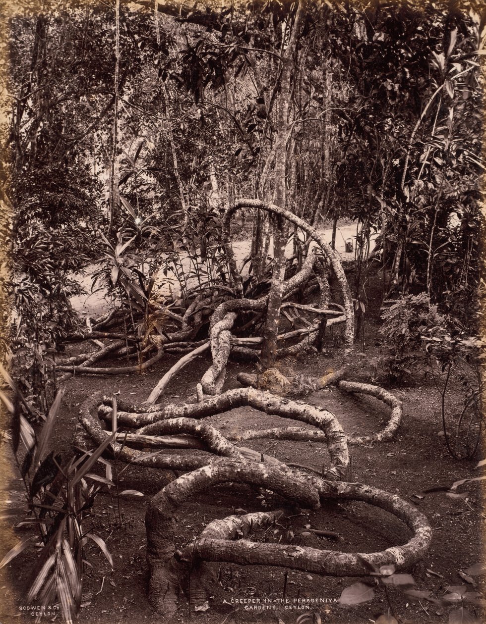  द्वारा Scowen and Co.