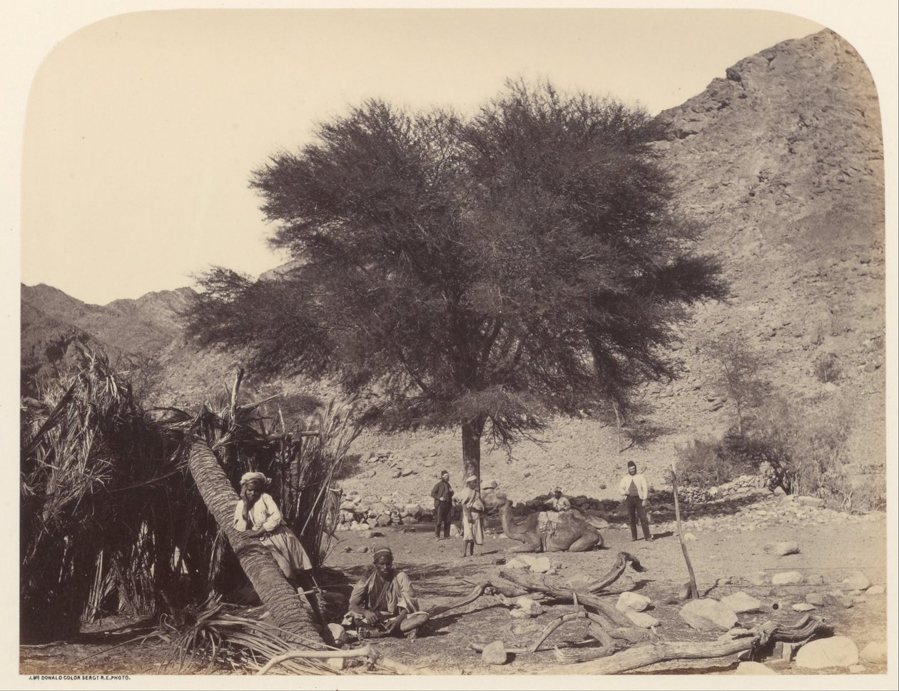 सीलल (शीतिम) वृक्ष, संरक्षक संत को समर्पित, वादी फेइरान द्वारा सार्जेंट जेम्स एम। मैकडॉनल्ड्स