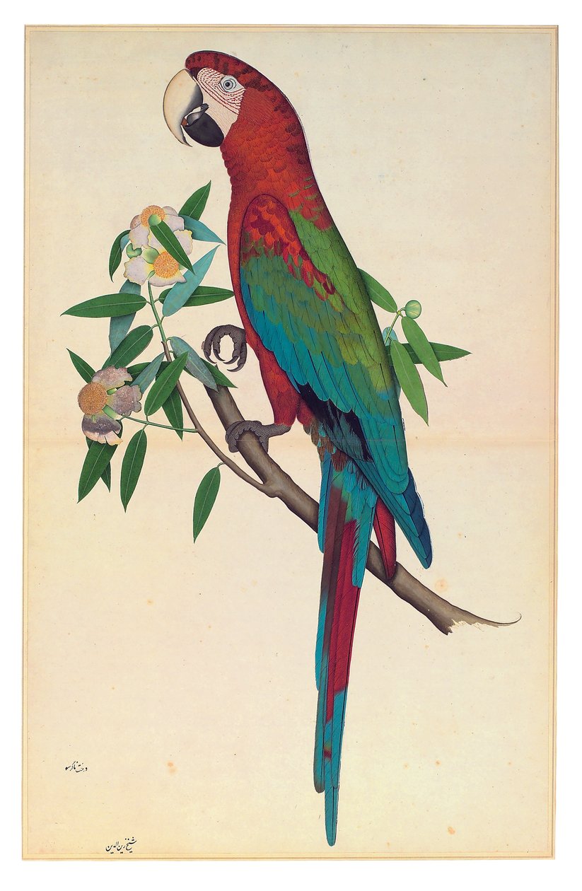 हरे पंखों वाला एक प्रकार का तोता, c.1780 (कागज पर अपारदर्शी जल रंग) द्वारा शेख ज़ैन उद-दीन (fl। 1777-83)