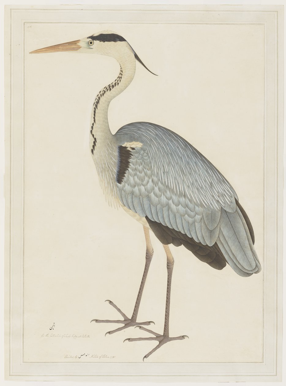 ग्रे हेमन, लेडी इम्पे द्वारा कमीशन की गई श्रृंखला से फोलियो, c.1780-82 द्वारा शेख ज़ैन उद दिन