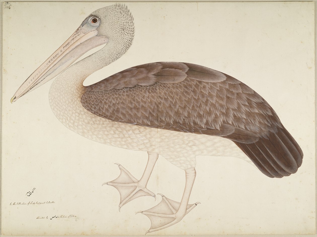 लेडी इम्पे द्वारा कमीशन सीरीज़ पेलिकन, फ़ोलियो को c.1780-82 द्वारा शेख ज़ैन उद दिन