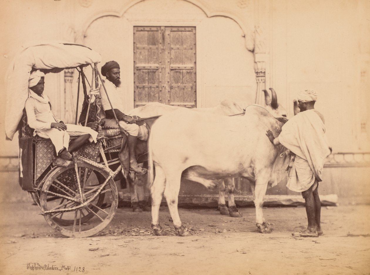  द्वारा शेफर्ड और रॉबर्टसन