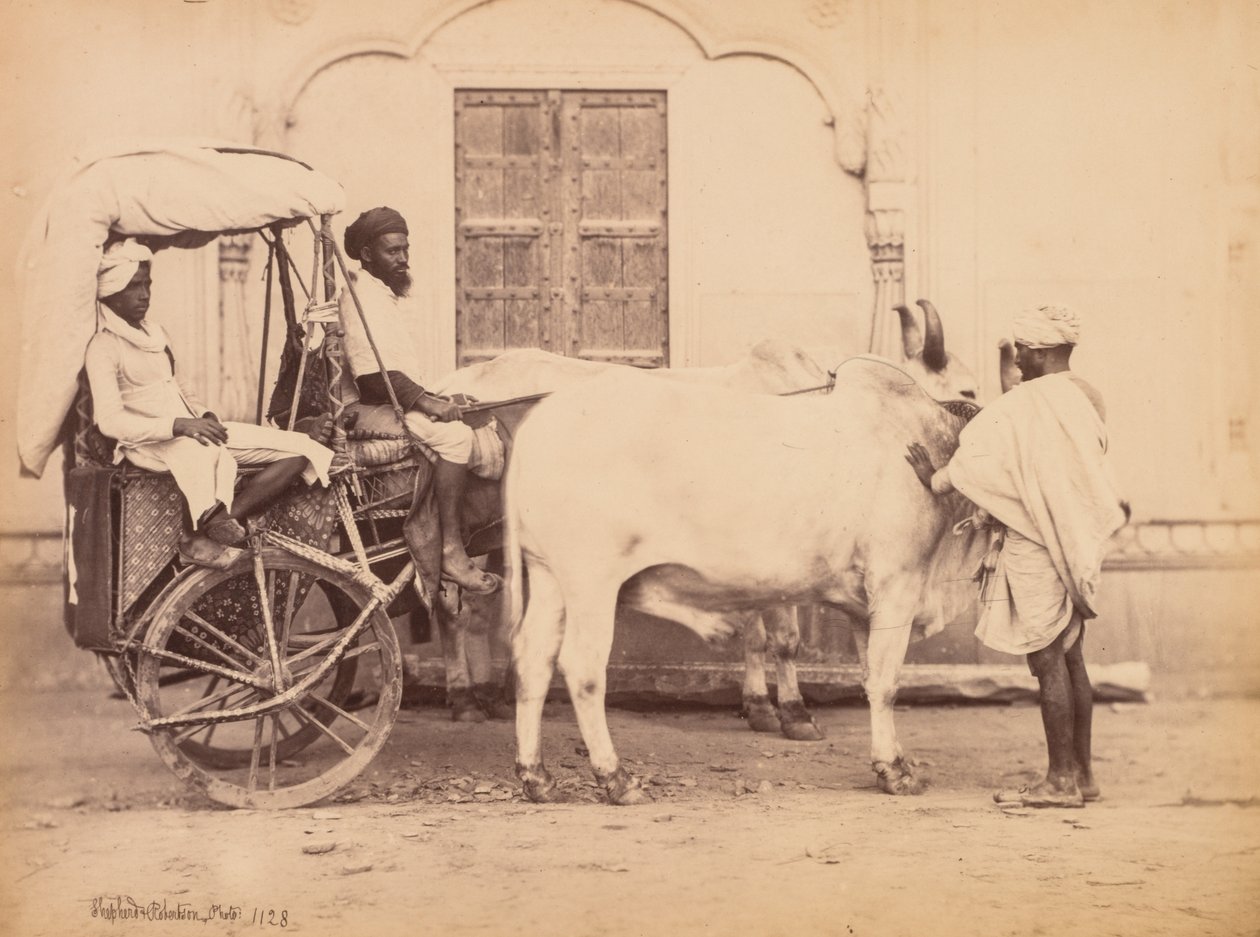 बैलगाड़ी, दिल्ली, 1863। द्वारा शेफर्ड और रॉबर्टसन