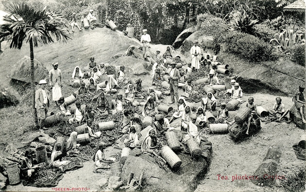 चाय-प्लकर, सीलोन, c.1900-1930 द्वारा Skeen and Co.