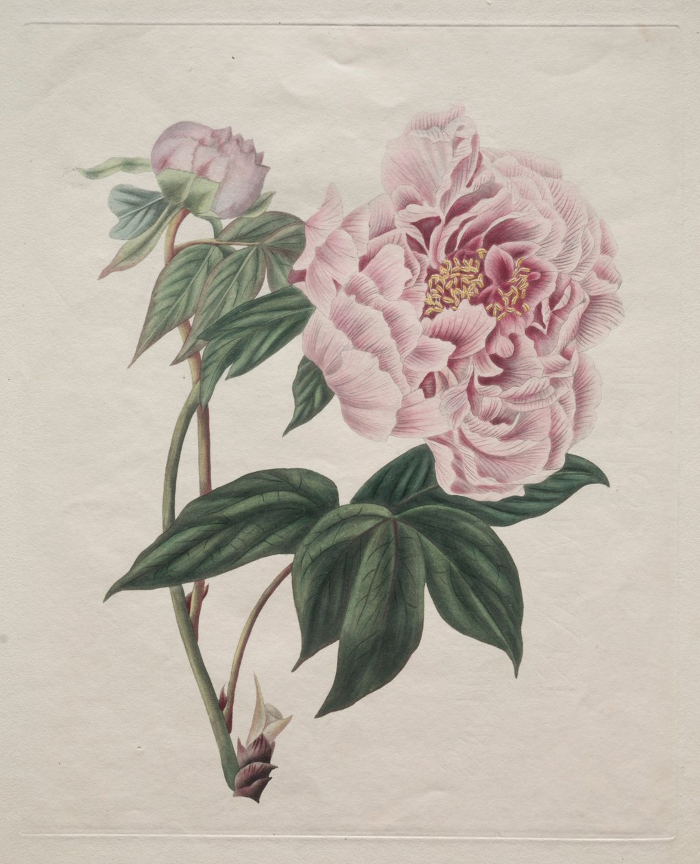 चाइनीज ट्री Peony Paeonia suffruticosa, c. 1820. द्वारा लोहार