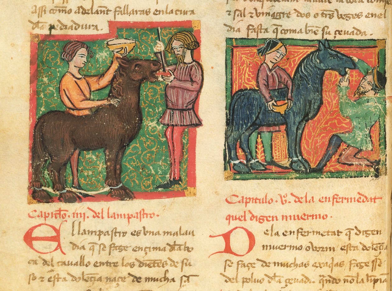सुश्री 214 fol.26v जुआन अल्वारेज़ द्वारा लिब्रो डे मेन्स्केलिशिया वाई अल्बेटरिया से एक घोड़े में ग्लोसिटिस, c.1390 द्वारा स्पेनिश स्कूल