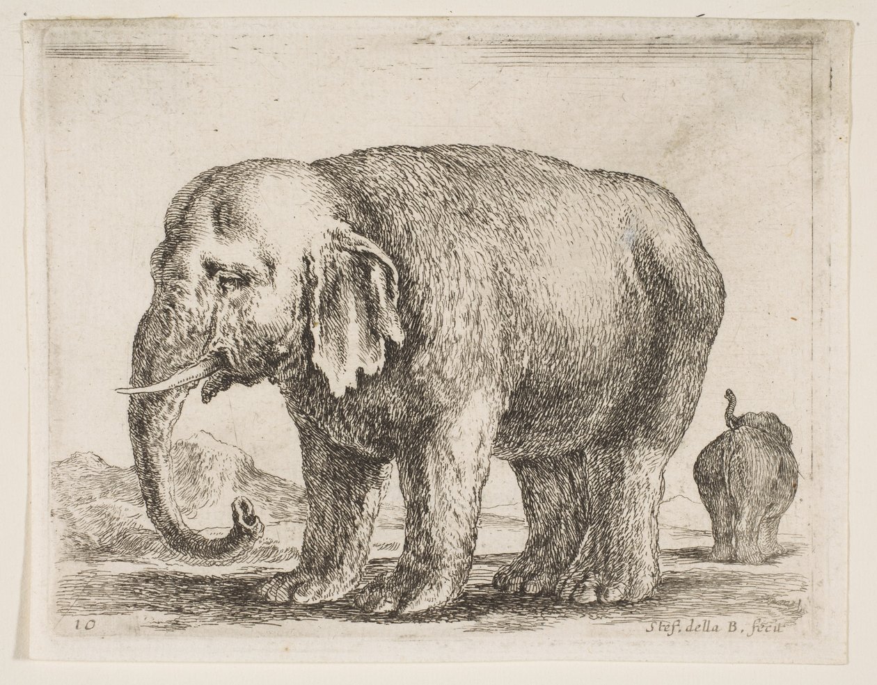 प्लेट १०: हाथी, विभिन्न जानवरों से विविधविद्या, ca. 1641। द्वारा स्टेफानो डेला बेला