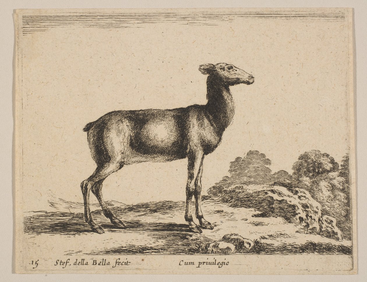 प्लेट 15: डो, 'विभिन्न जानवरों' से विभिन्न जानवर, ca. 1641. द्वारा स्टेफानो डेला बेला