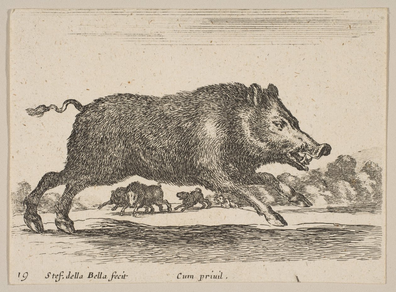 प्लेट 19: जंगली सूअर, विभिन्न जानवरों से विविध दिमाली, ca. 1641। द्वारा स्टेफानो डेला बेला