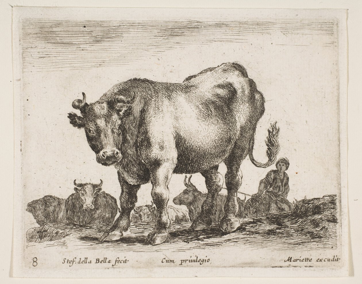 प्लेट 8: गाय, विभिन्न जानवरों से विविध वैसाली, ca. 1641। द्वारा स्टेफानो डेला बेला