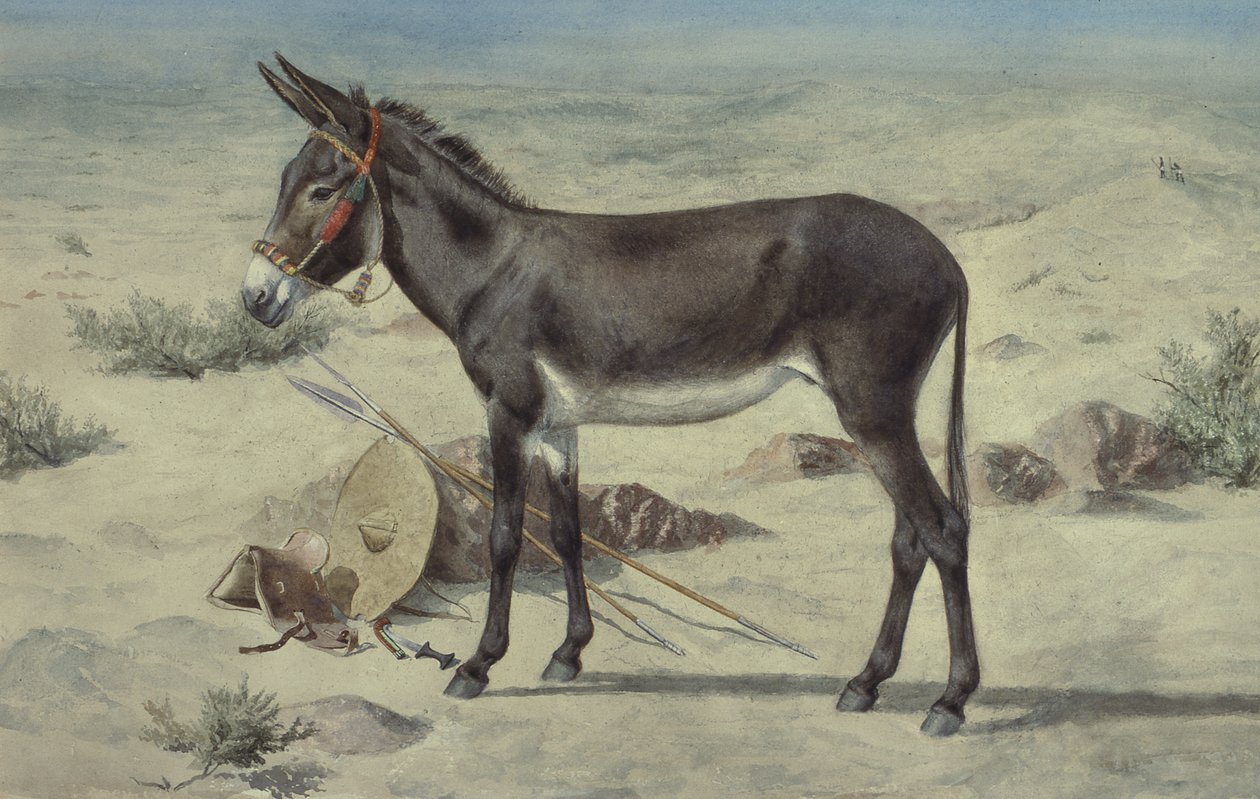 जानवरों का अध्ययन (S.Ex.3-1885) द्वारा स्टीफन ब्रिग्स कार्लिल