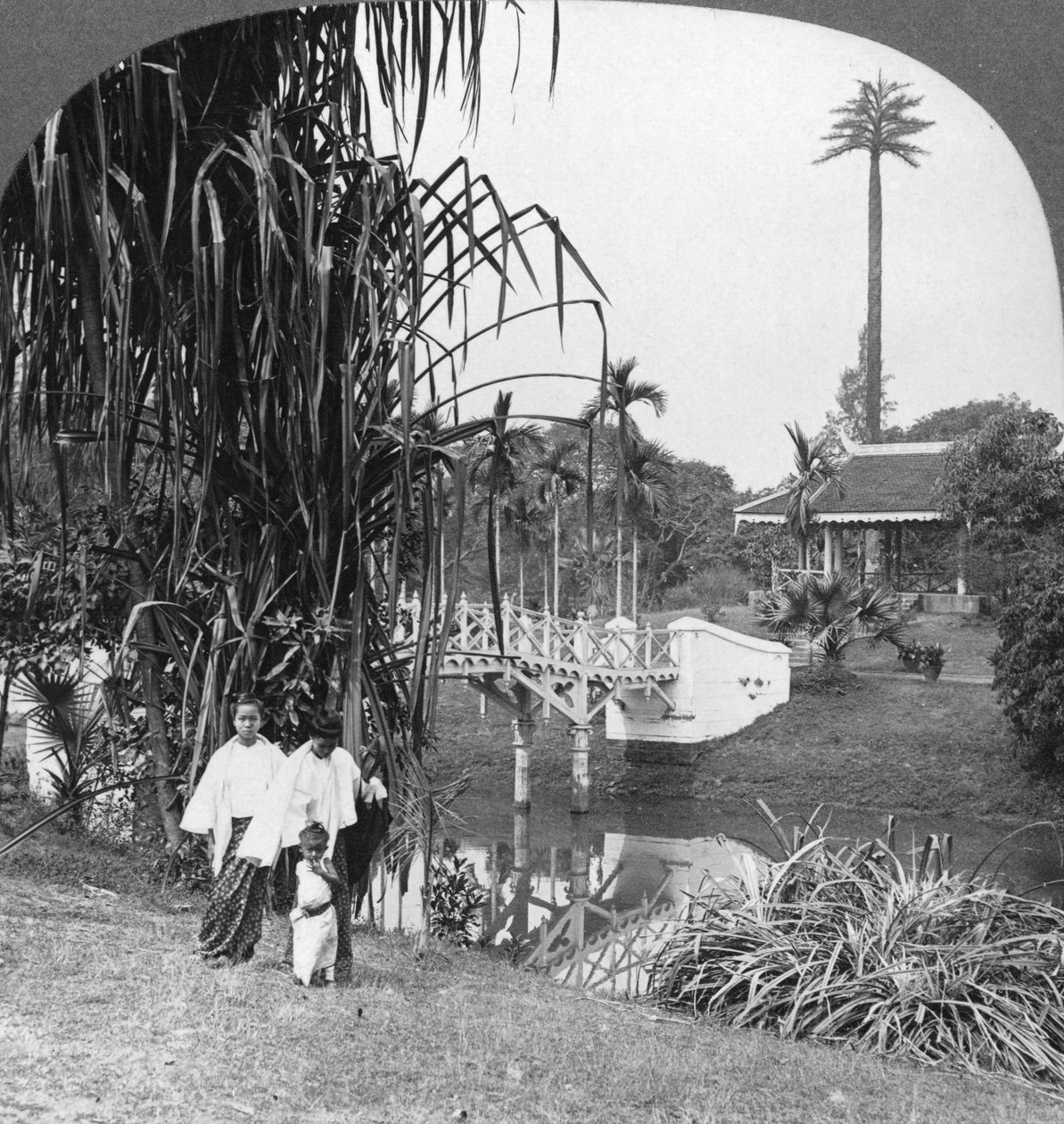 1908 में बर्मा के रंगून के उष्णकटिबंधीय उद्यानों में झांकना द्वारा स्टीरियो यात्रा सह