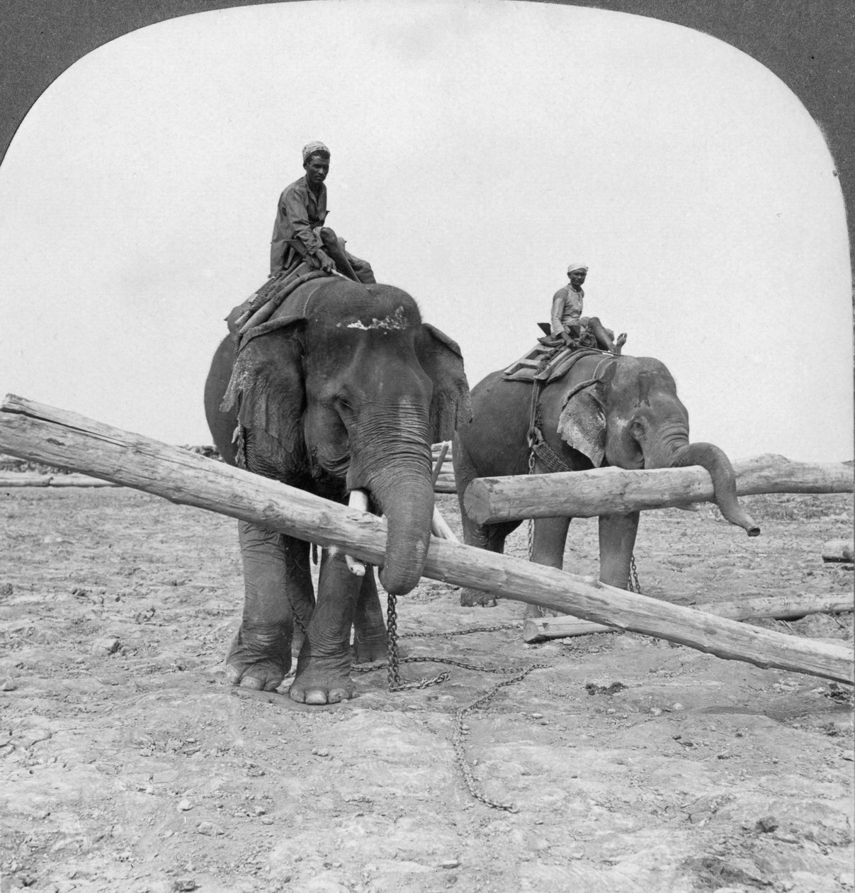 हाथी एक यार्ड यार्ड, रंगून, बर्मा, 1908 में काम करते हैं द्वारा स्टीरियो यात्रा सह