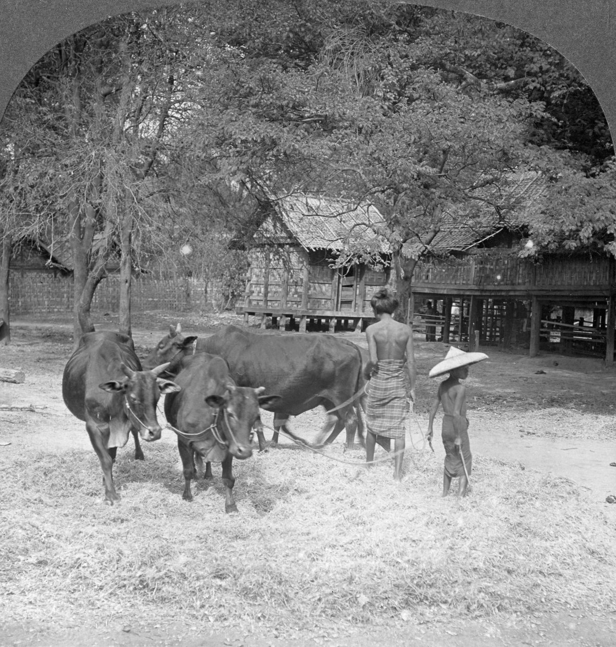 चावल, अमरपुरा, बर्मा, 1908 द्वारा स्टीरियो यात्रा सह