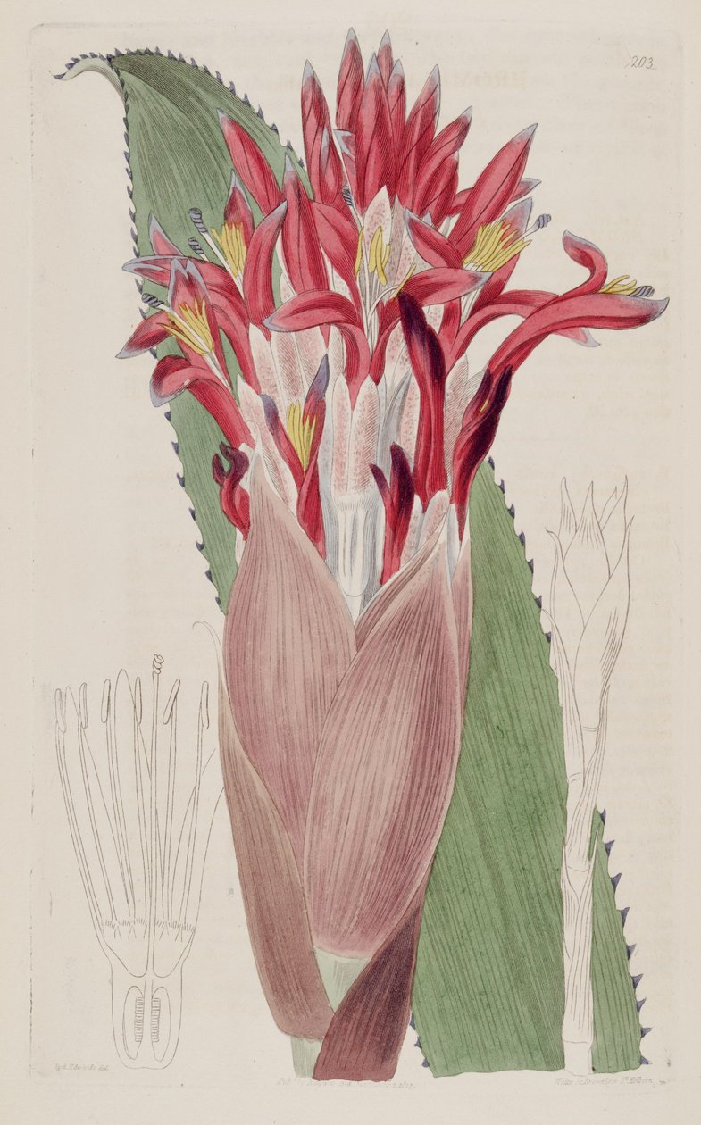Aechmea nudicaulis का चित्रण (syn ब्रोमेलिया nudicaulis के रूप में) द्वारा सिडेनहैम टीस्ट एडवर्ड्स