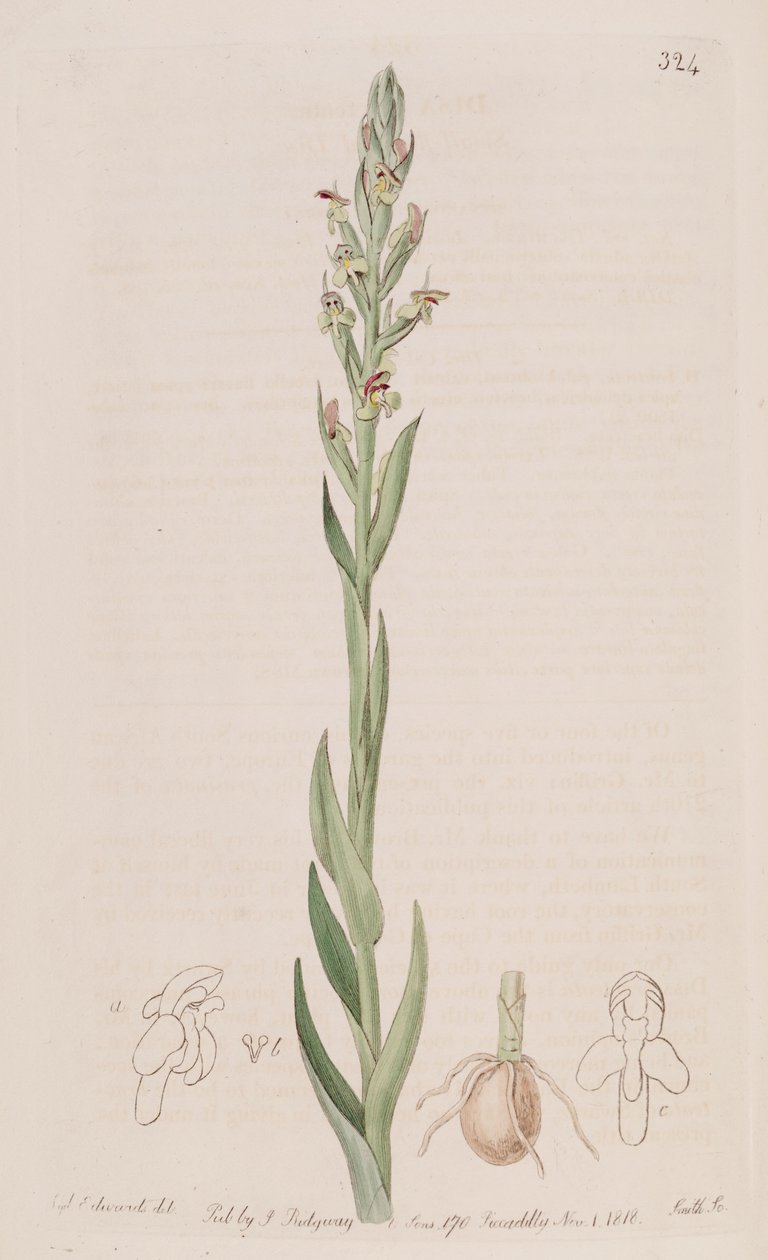 Disa bracteata का चित्रण द्वारा सिडेनहैम टीस्ट एडवर्ड्स