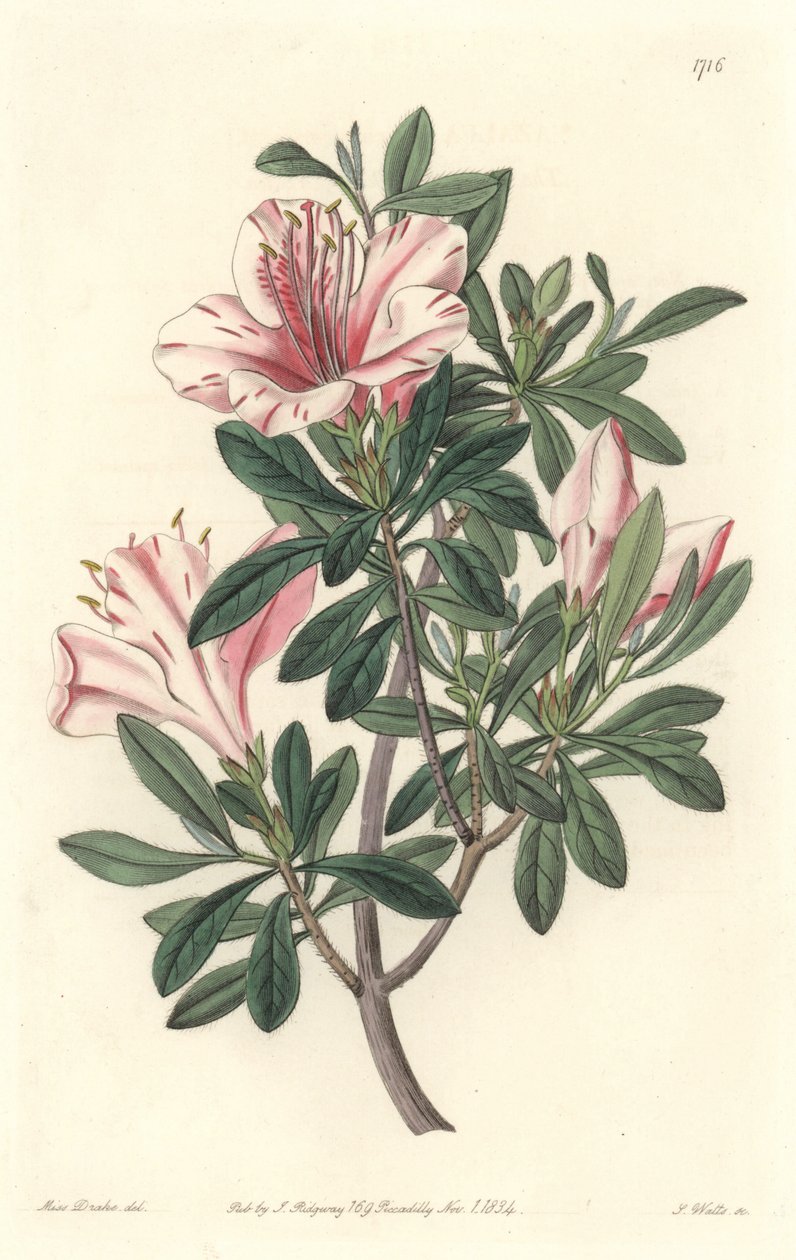 फ्लोरिस्ट्स की अज़ाली - बॉटनिकल रजिस्टर से सारा ऐनी ड्रेक (1803-1857) के एक दृष्टांत से एस. वाट्स स्ट्रांग वाटर द्वारा सिडेनहैम टीस्ट एडवर्ड्स