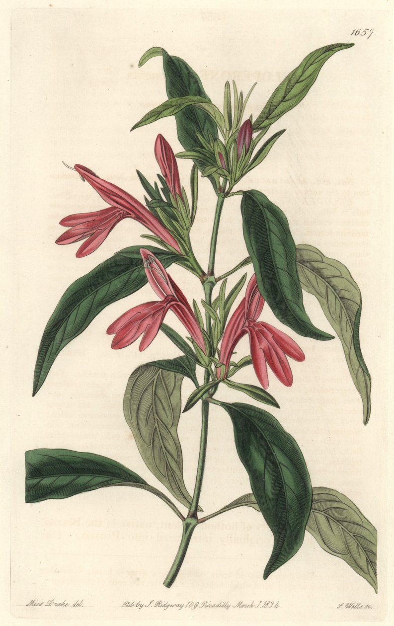 Carmantine, ब्राजील के मूल निवासी - बॉटनिकल रजिस्टर से सारा ऐनी ड्रेक (1803-1857) के एक चित्रण से एस। वाट्स द्वारा वाटर फोर्ट द्वारा सिडेनहैम टीस्ट एडवर्ड्स