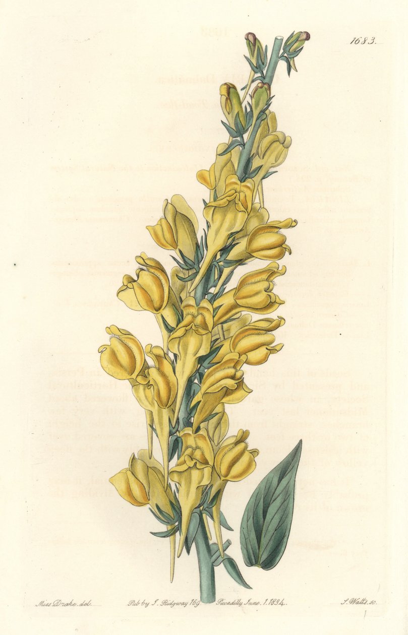 Dalmatia Linar - वानस्पतिक रजिस्टर से सारा ऐनी ड्रेक (1803-1857) के एक दृष्टांत से एस. वाट्स द्वारा सशक्त जल द्वारा सिडेनहैम टीस्ट एडवर्ड्स