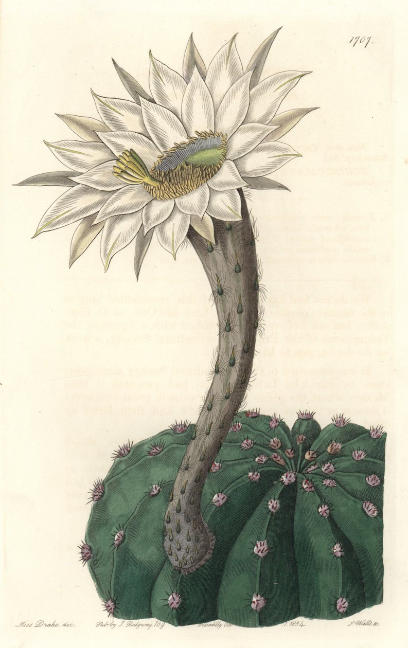 Echinocactus eyriesii, फूल कैक्टस, मेक्सिको के मूल निवासी - बॉटनिकल रजिस्टर से सारा ऐनी ड्रेक (1803-1857) के एक चित्रण से एस। वाट्स द्वारा मजबूत पानी द्वारा सिडेनहैम टीस्ट एडवर्ड्स