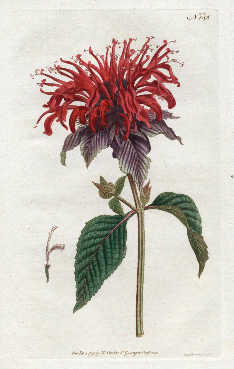 फिस्टुला मोनार्डे - विलियम कर्टिस की बॉटनिकल मैगज़ीन (1746-1799) से सिडेनहैम एडवर्ड्स (1768-1819) द्वारा लिथोग्राफी द्वारा सिडेनहैम टीस्ट एडवर्ड्स
