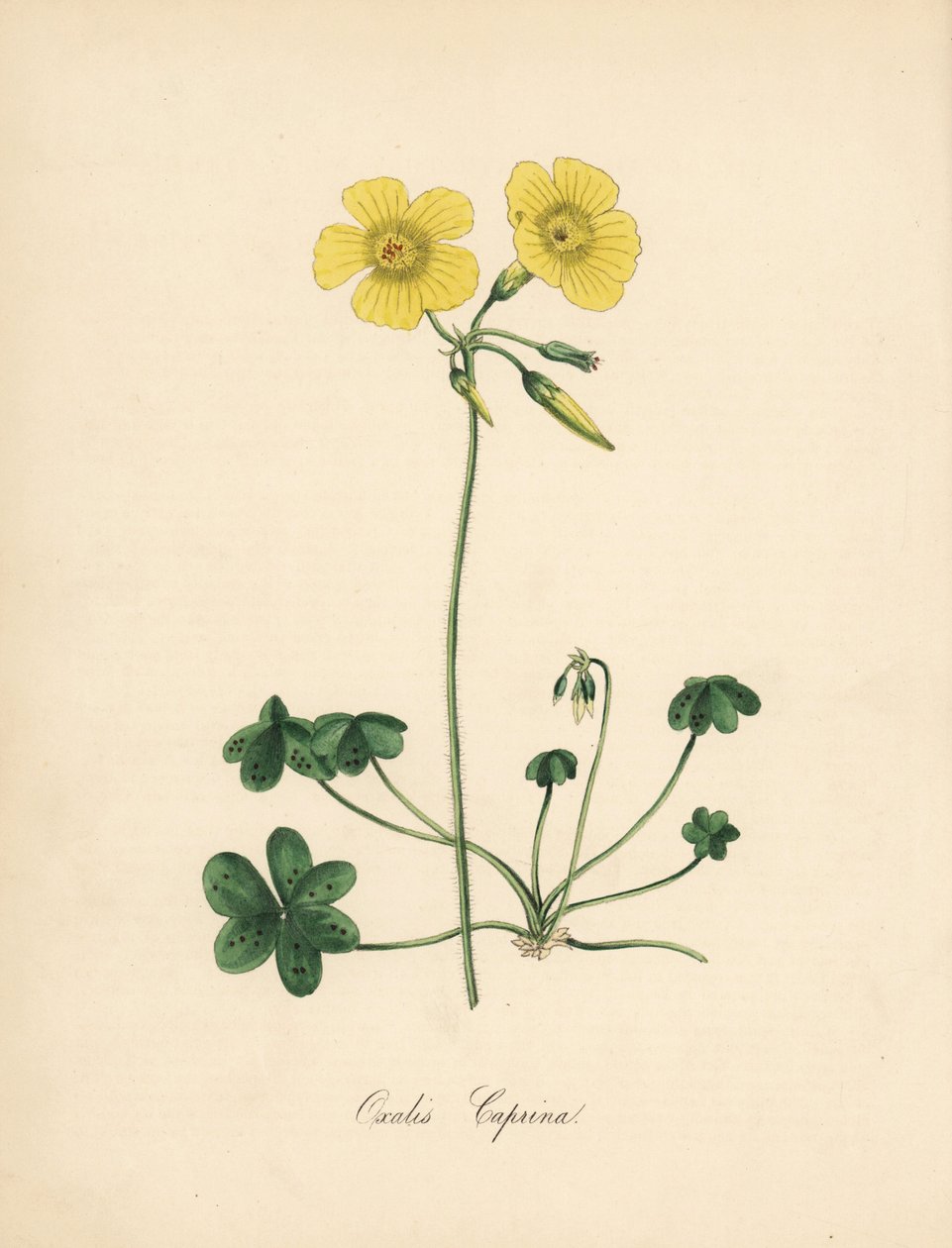 बकरी-पैर की लकड़ी का शर्बत, ऑक्सालिस कैप्रिना। विलियम कर्टिस के "बॉटनिकल मैगज़ीन" में सिडेनहैम एडवर्ड्स के एक दृष्टांत से लिया गया। मिस एमए बर्नेट द्वारा तैयार सी। चाबोट द्वारा हैंडकलर्ड जिंकोग्राफ उनके "" प्लांटे यूटिलियोरेस: या इलस्ट् द्वारा सिडेनहैम टीस्ट एडवर्ड्स